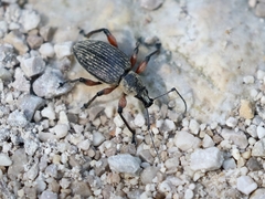 Otiorhynchus sensitivus