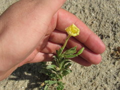 Oenothera humifusa