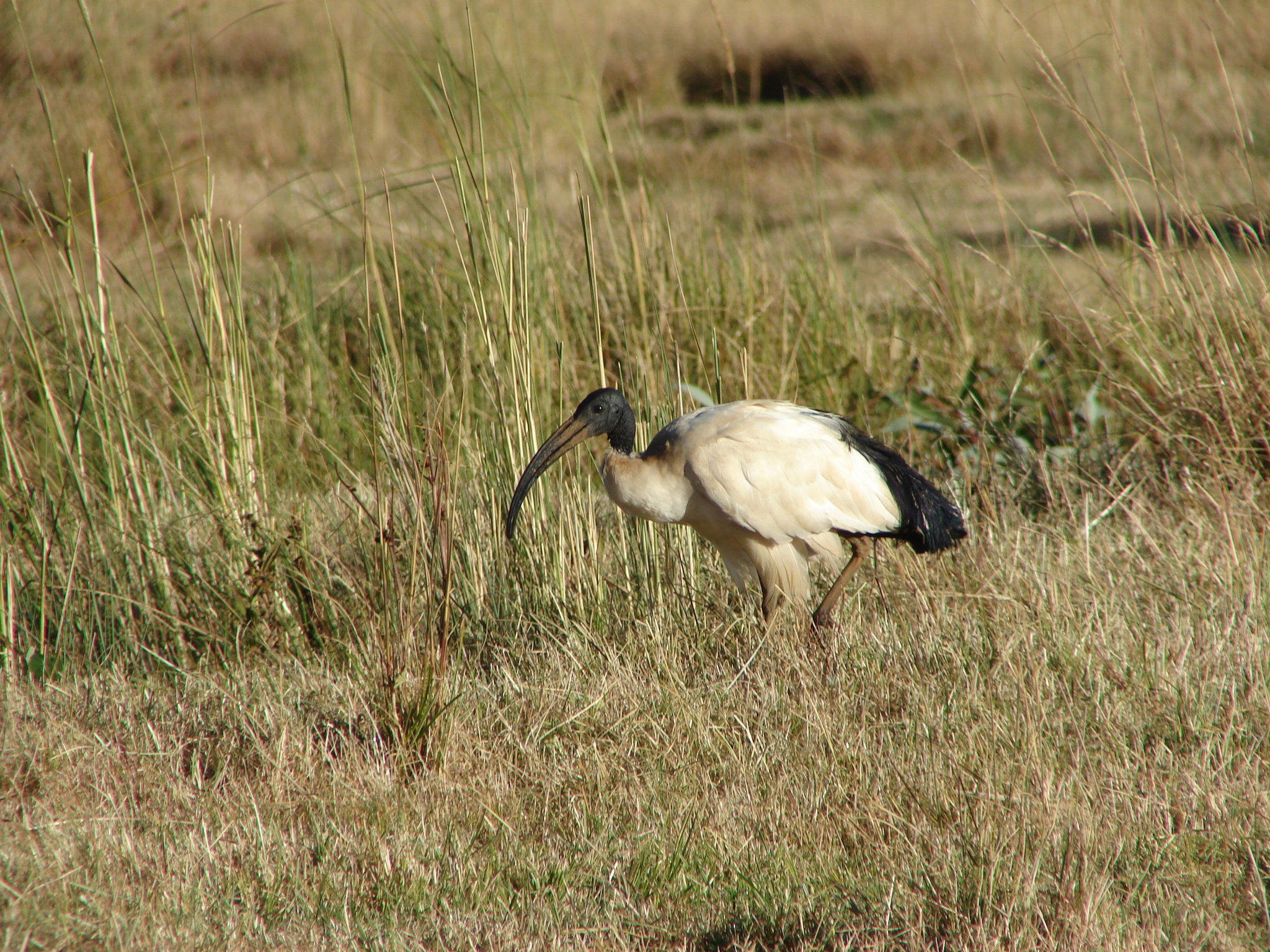 African Sacred Ibis