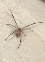 Latrodectus hesperus