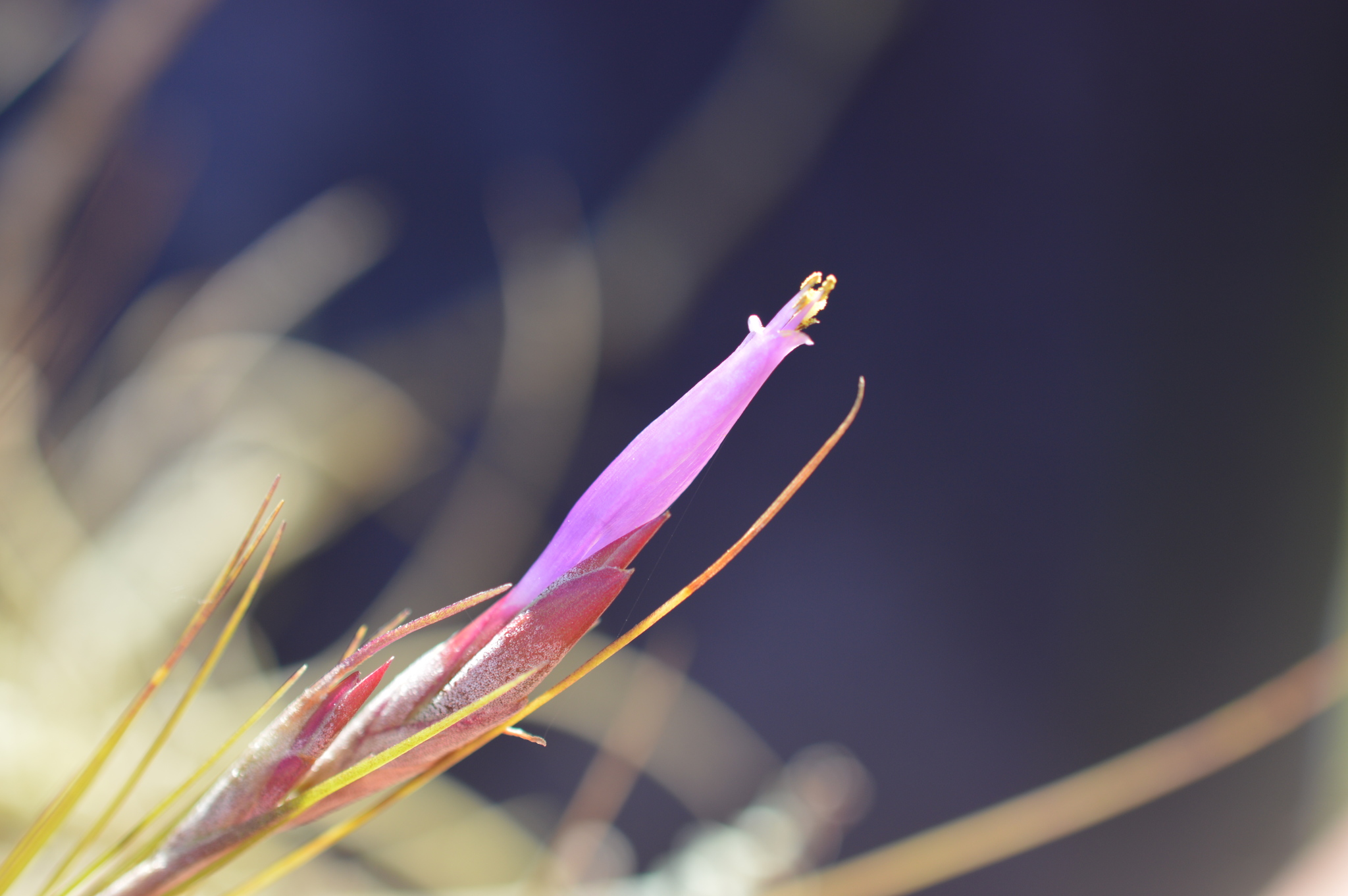 Tillandsia simulata