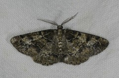 Cleorodes lichenaria