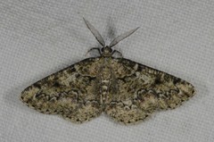 Cleorodes lichenaria