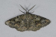 Cleorodes lichenaria