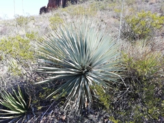 Dasylirion cedrosanum