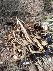 Dasylirion cedrosanum