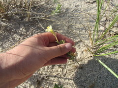 Oenothera humifusa