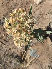 Asclepias hallii