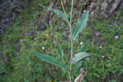 Hieracium juranum