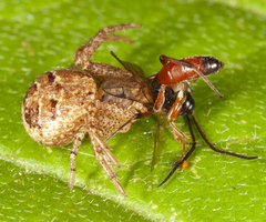 Xysticus ferox
