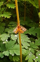 Arichanna melanaria