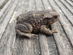 Bufo bufo