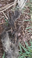 Mephitis macroura