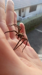 Uliodon albopunctatus