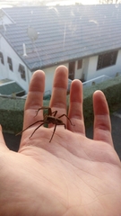 Uliodon albopunctatus