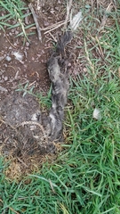 Mephitis macroura