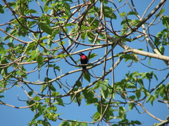 Chalcomitra senegalensis