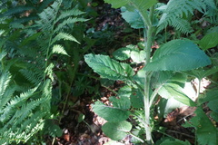 Tephroseris cladobotrys cladobotrys