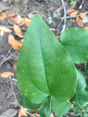 Smilax californica