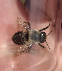 Megachile gemula
