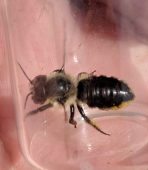 Megachile gemula