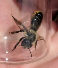 Megachile gemula
