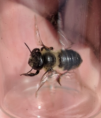 Megachile gemula