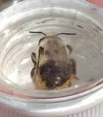 Megachile gemula