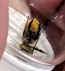 Megachile gemula