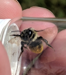 Megachile gemula
