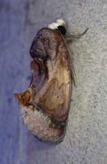 Gonodonta nitidimacula