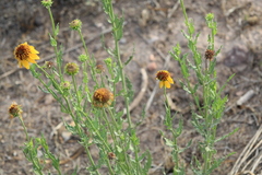 Helianthus laciniatus