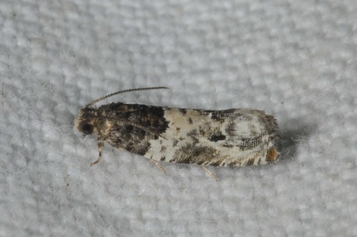 Common Cloaked Shoot, photo 8 of 8