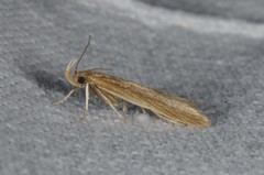 Helcystogramma rufescens