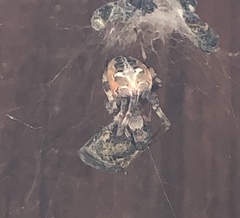 Metepeira labyrinthea