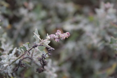 Chenopodium petiolare