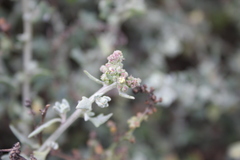 Chenopodium petiolare