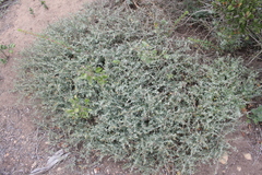 Chenopodium petiolare