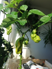 Capsicum annuum annuum