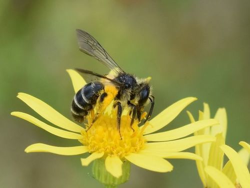 Grey-banded Mining Bee, Groesbeek, Nederland, photo 4 of 10