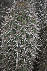 Trichocereus