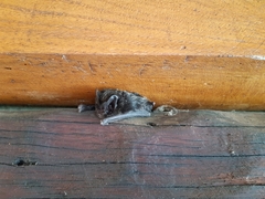 Barbastella barbastellus