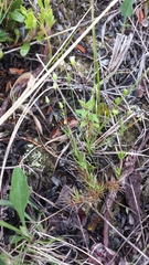 Sabulina dawsonensis