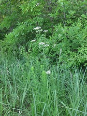 Cicuta maculata maculata