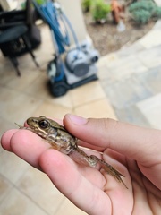 Lithobates clamitans