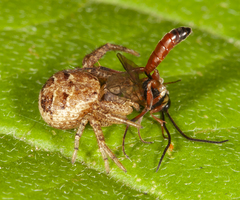 Xysticus ferox
