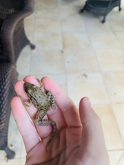 Lithobates clamitans