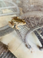 Lithobates clamitans
