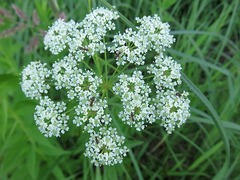 Cicuta maculata maculata
