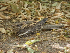 Caprimulgus clarus